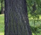 Larix &times; czekanowskii
