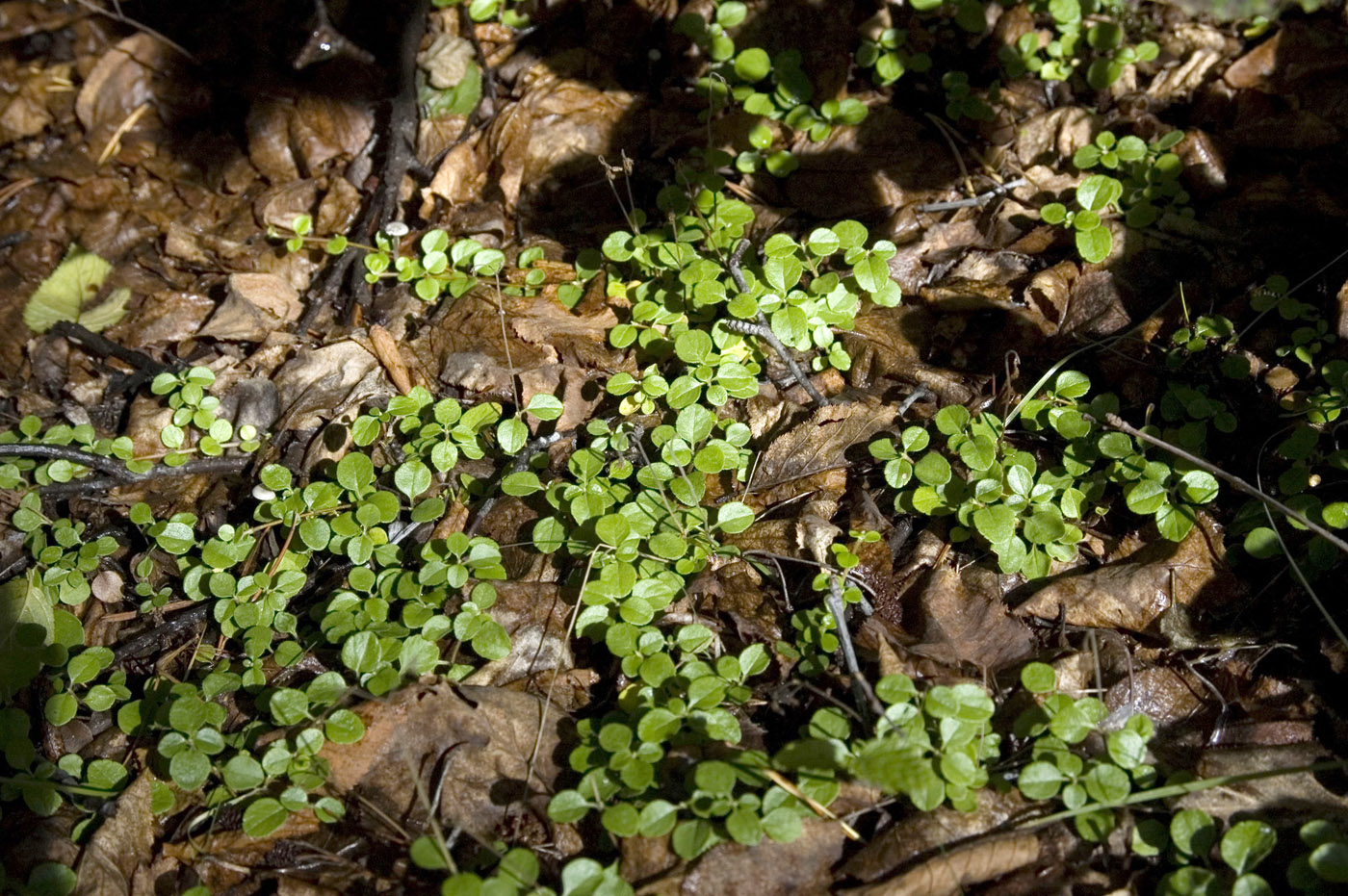 Image of Linnaea borealis specimen.