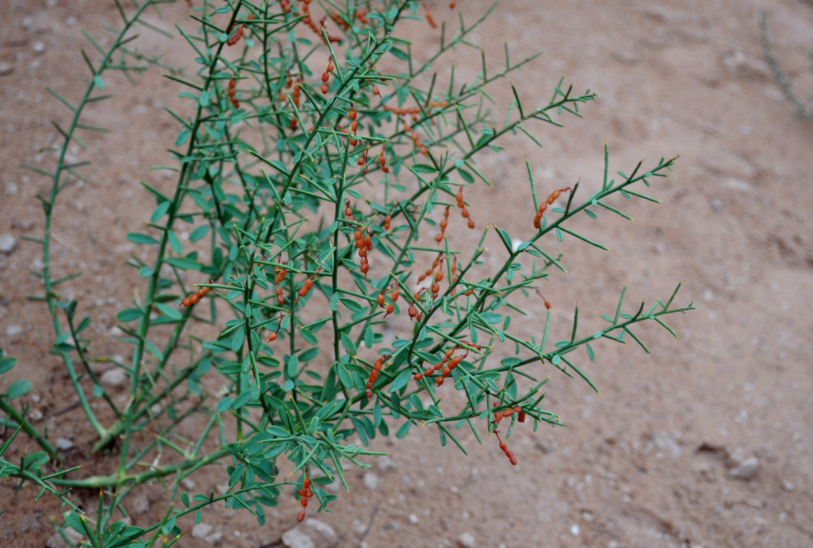 Image of Alhagi pseudalhagi specimen.