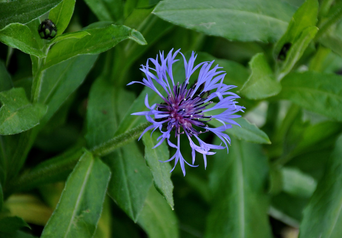 Изображение особи Centaurea montana.