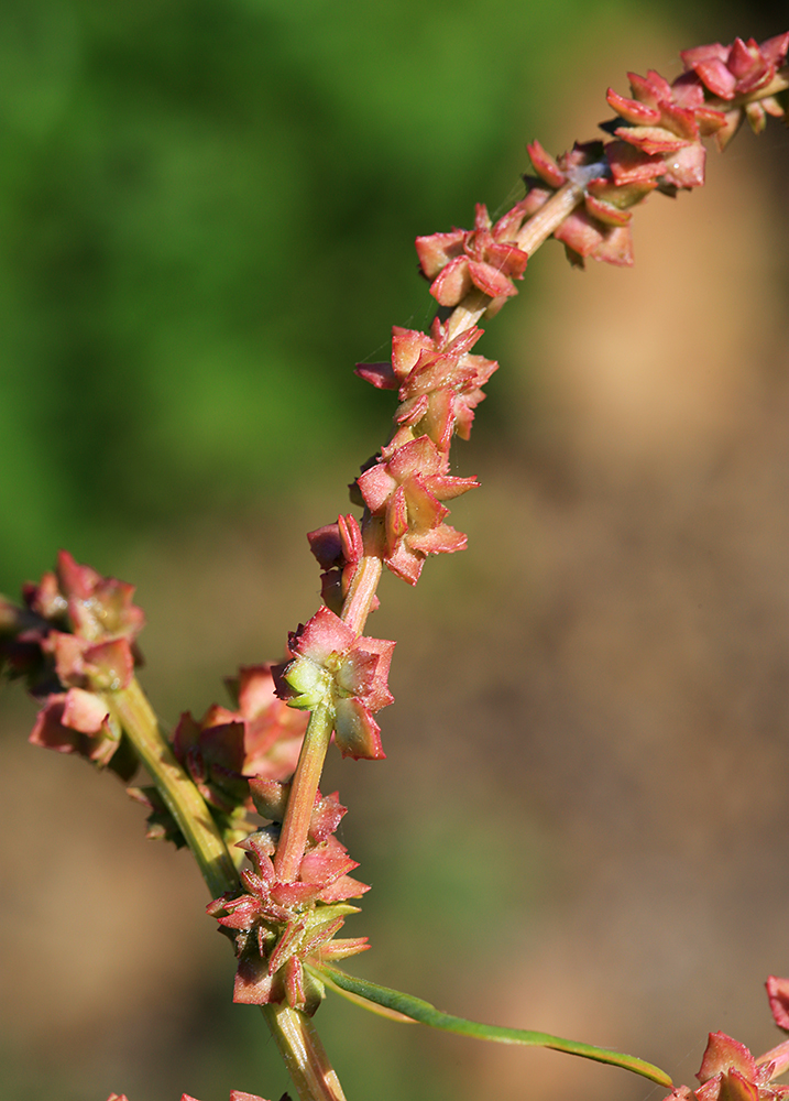 Image of Atriplex patula specimen.