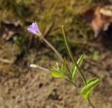 Epilobium smyrneum. Верхушка цветущего побега. Пермский край, Оханский р-н, Тулумбаихинское сельское поселение, Кунчурихинский бор, часто затапливаемый песчаный берег. 27.09.2020.