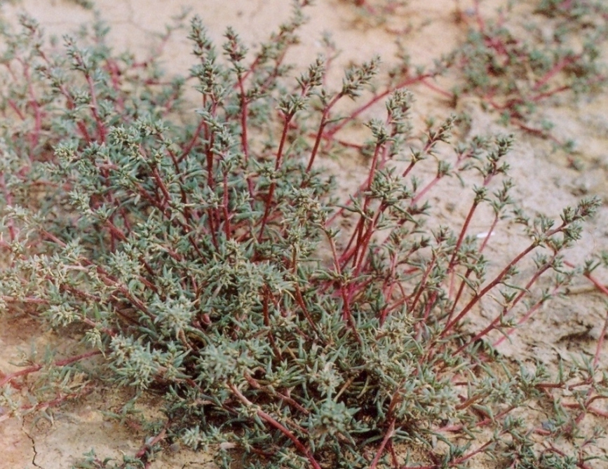 Image of Petrosimonia litwinowii specimen.