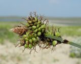 Carex sabulosa