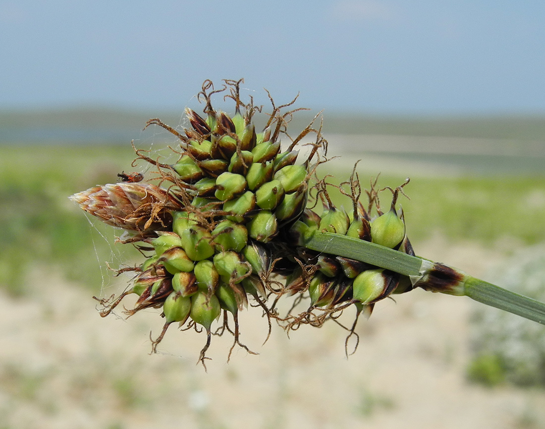 Изображение особи Carex sabulosa.