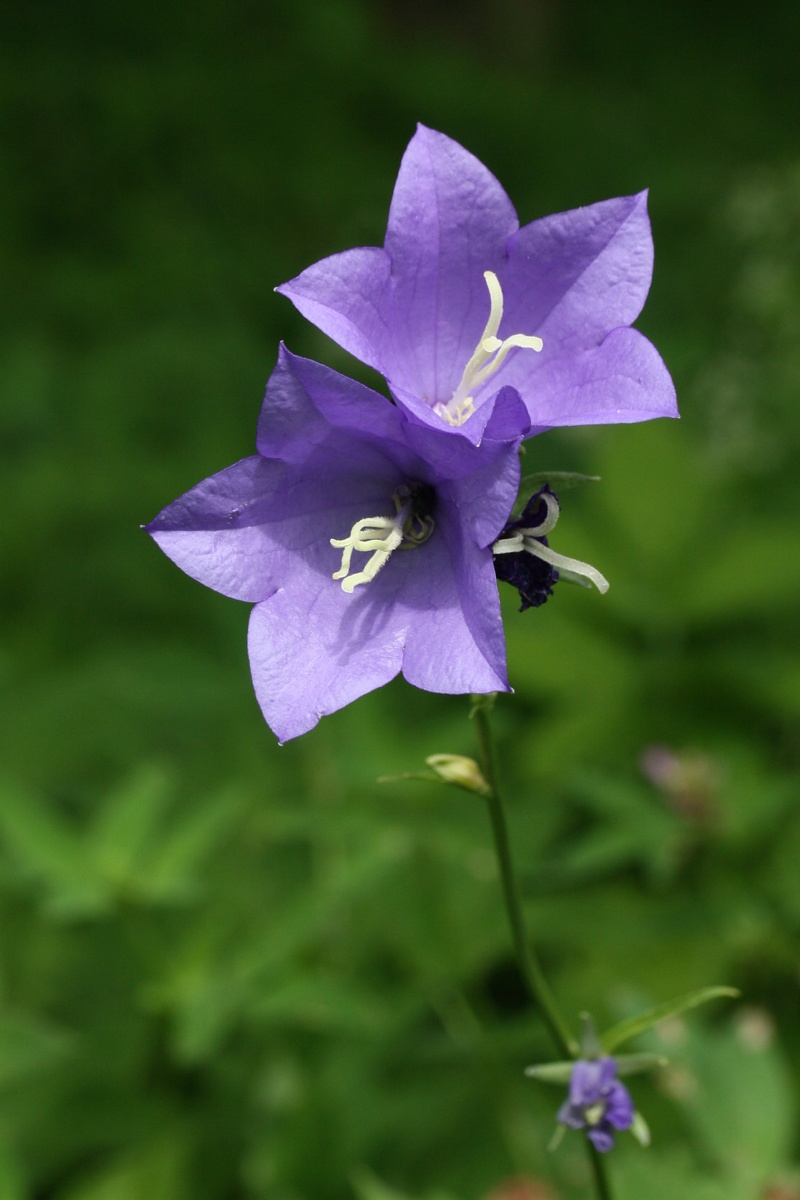 Image of Campanula persicifolia specimen.