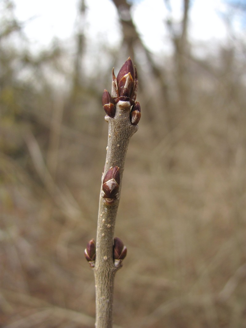 Image of Ligustrum vulgare specimen.