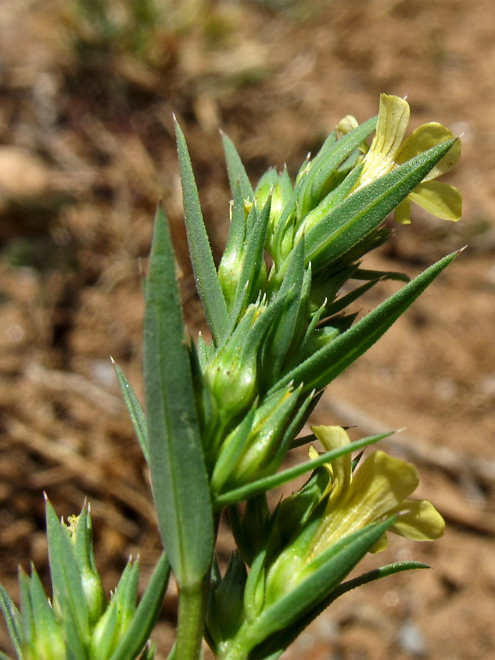 Изображение особи Linum strictum ssp. spicatum.