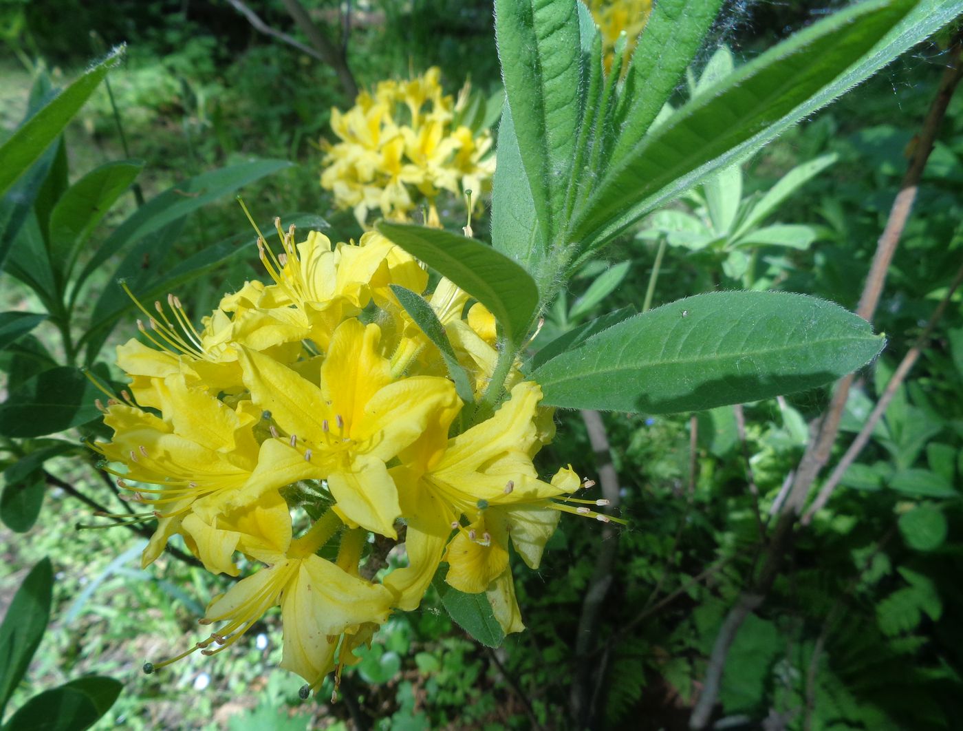 Image of Rhododendron luteum specimen.