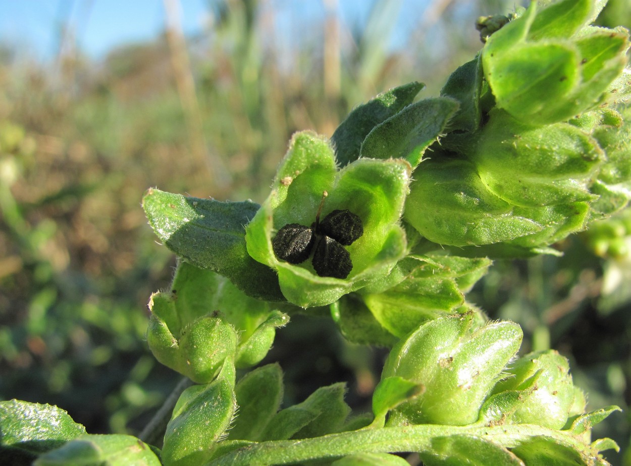 Image of Anchusa ochroleuca specimen.