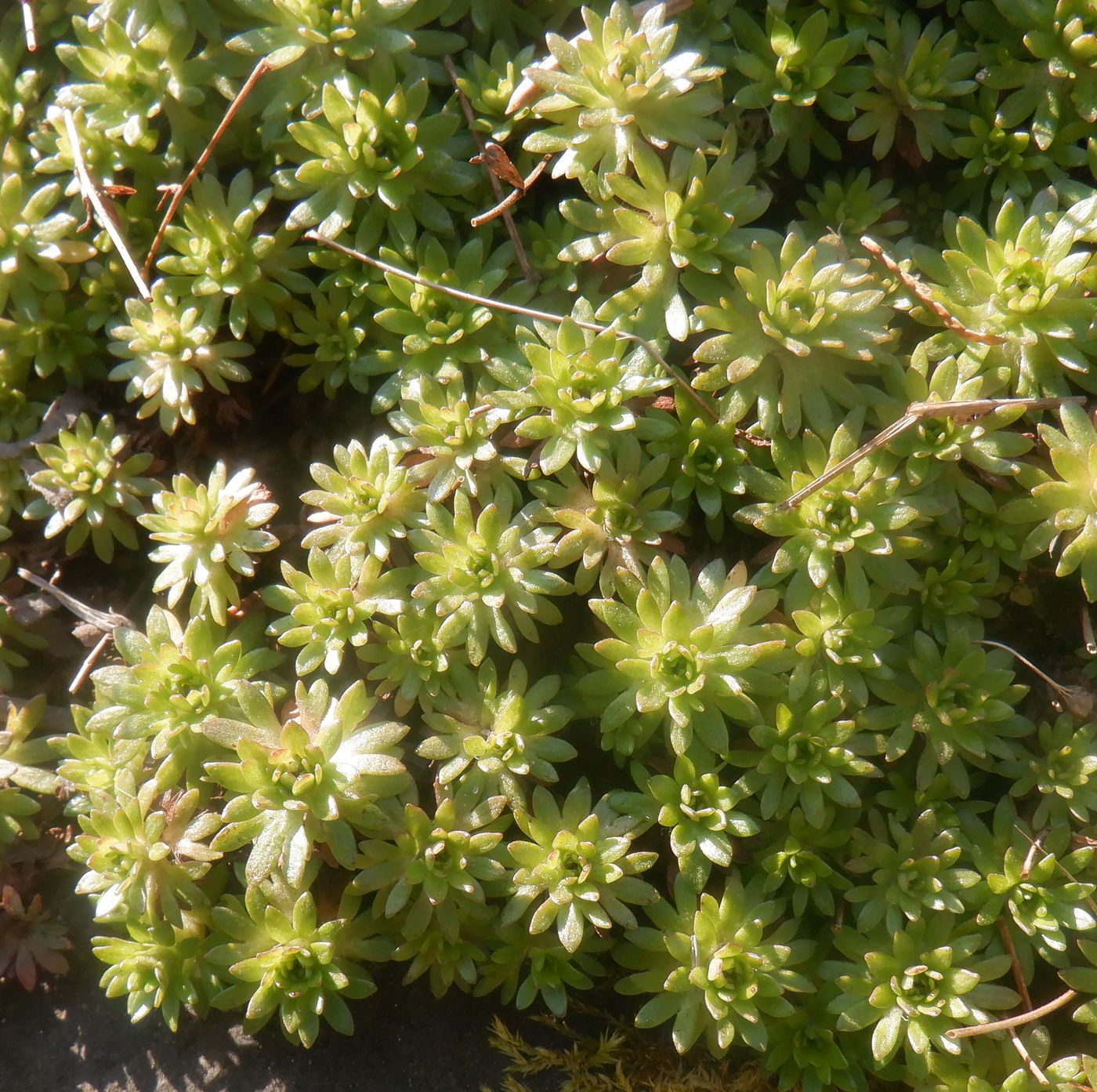 Image of genus Saxifraga specimen.