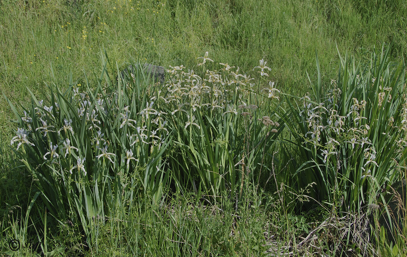 Image of Iris halophila specimen.