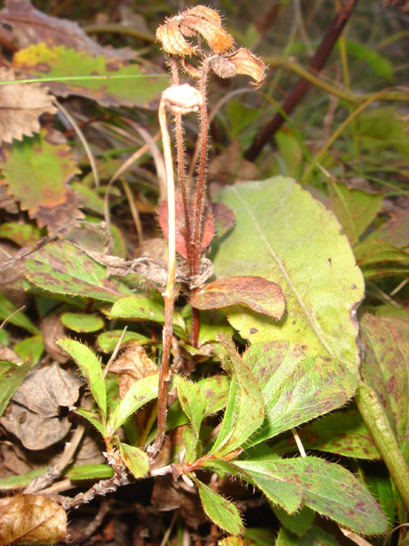 Image of Rhododendron camtschaticum specimen.