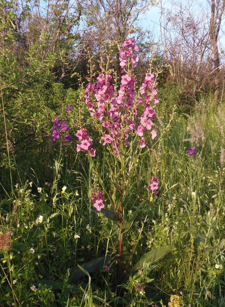 Изображение особи род Verbascum.