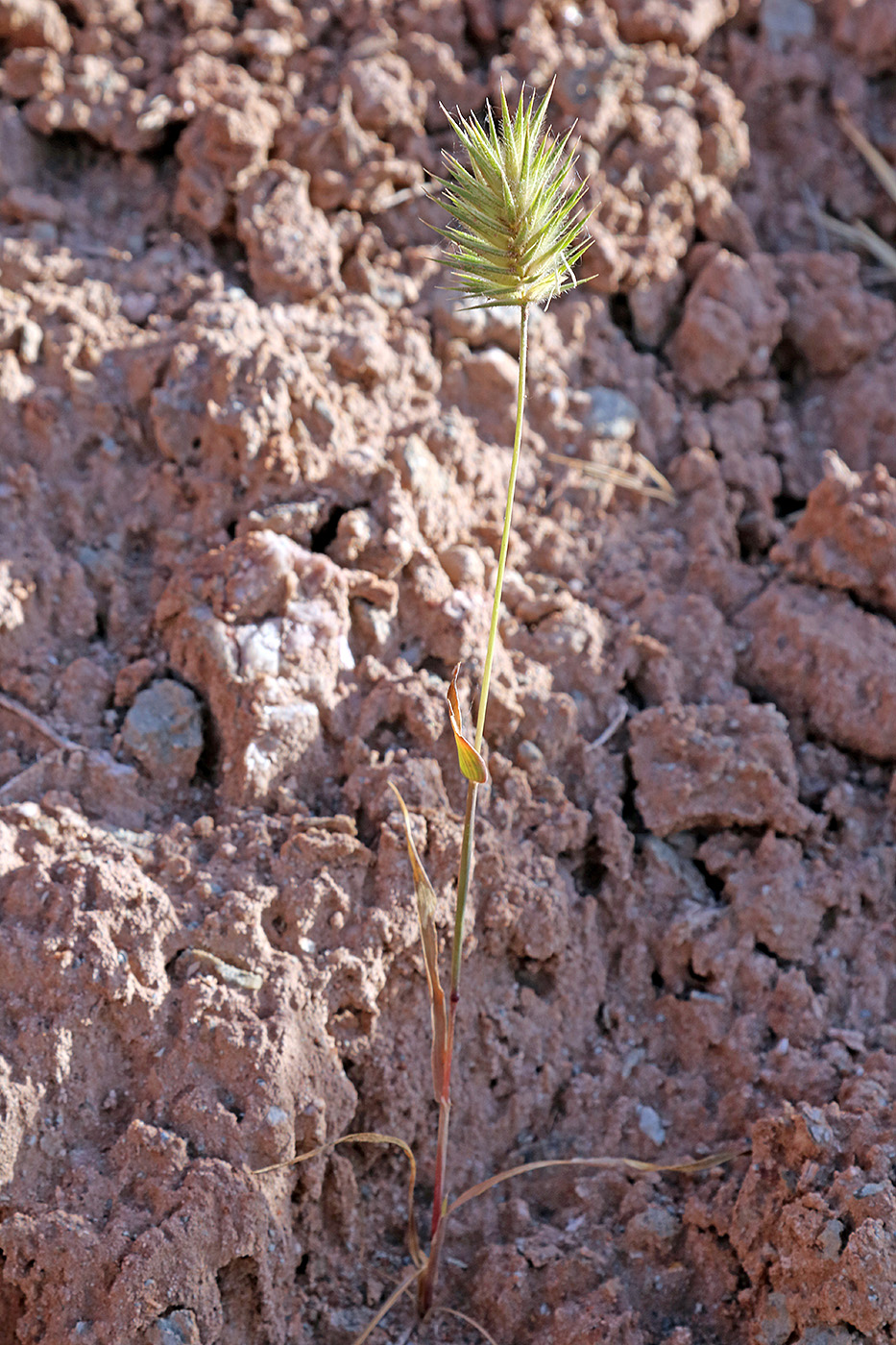 Image of Eremopyrum orientale specimen.