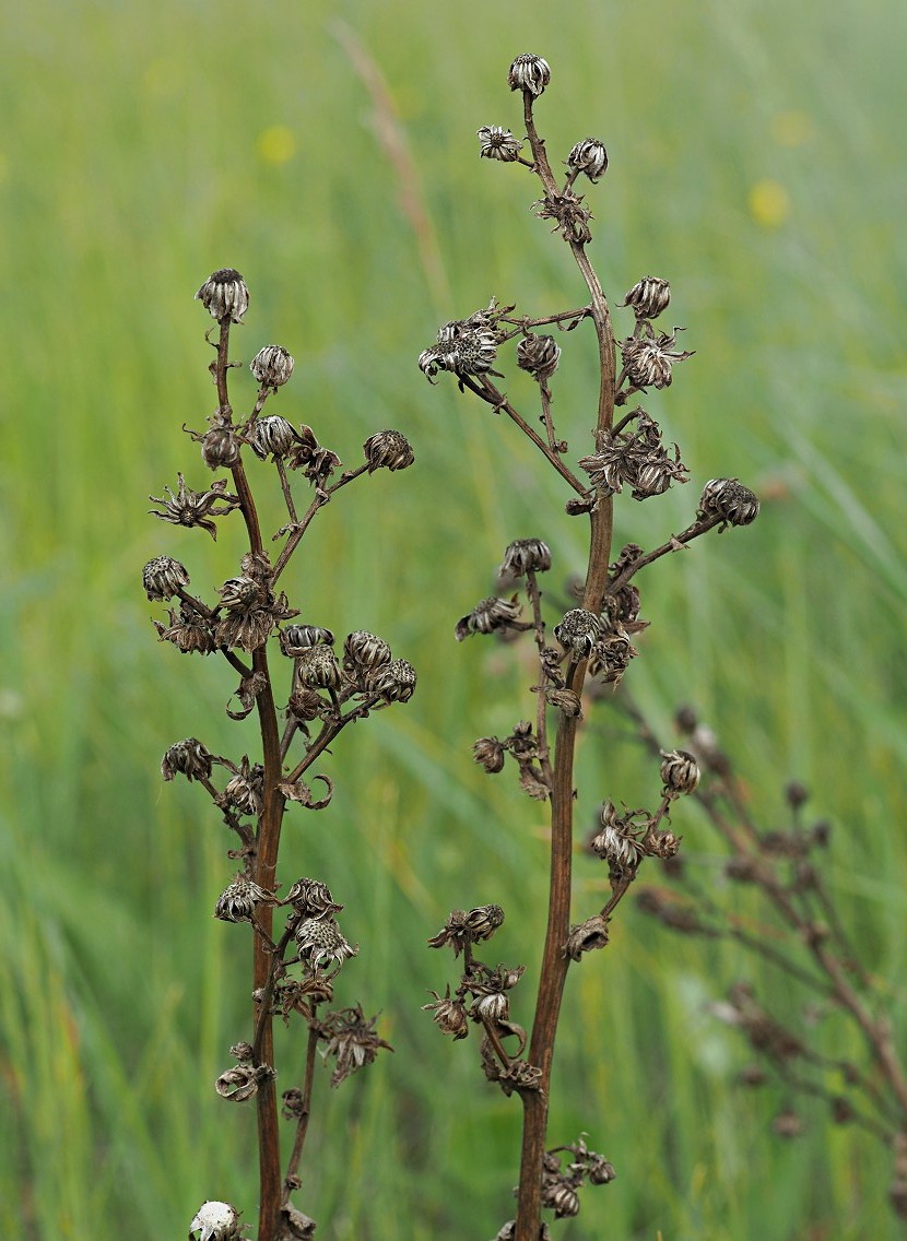 Image of Senecio paucifolius specimen.