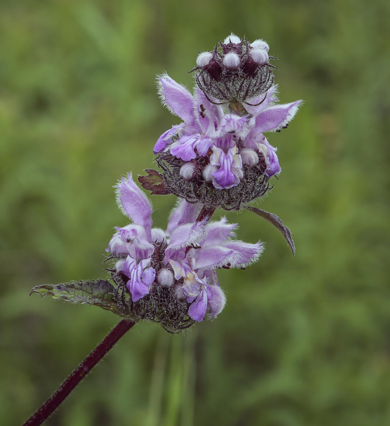 Image of Phlomoides tuberosa specimen.