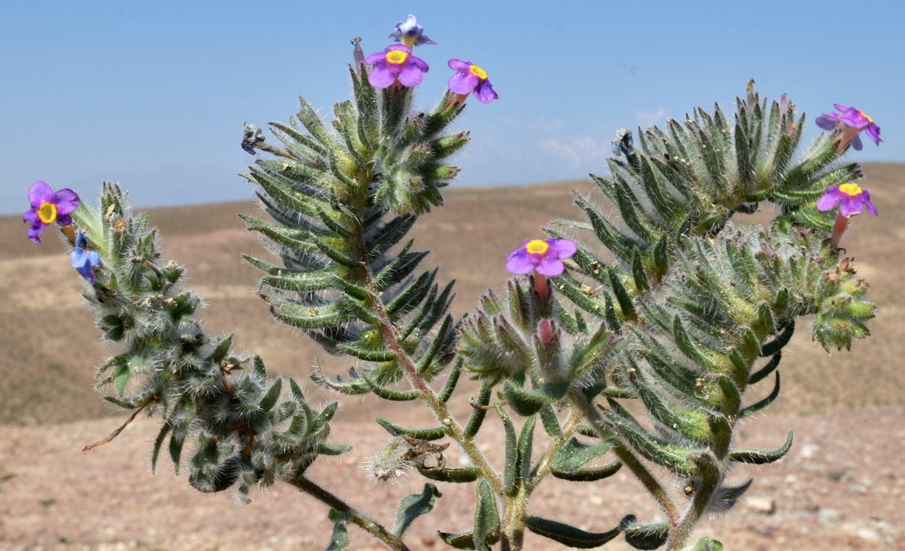 Изображение особи Arnebia obovata.