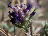 Lavandula stoechas. Верхушка побега с соцветием. Греция, Эгейское море, о. Сирос, юго-восточное побережье, возле грунтовой дороги на высоком берегу. 20.04.2021.