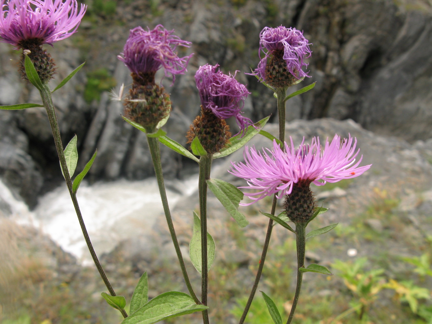 Image of Centaurea salicifolia specimen.