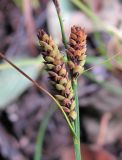 Carex nigra