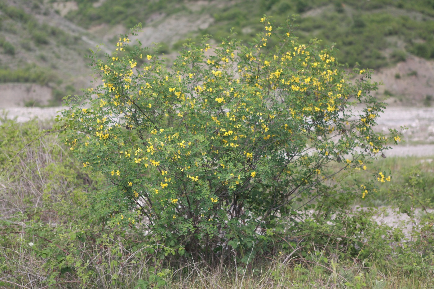 Image of Colutea armena specimen.