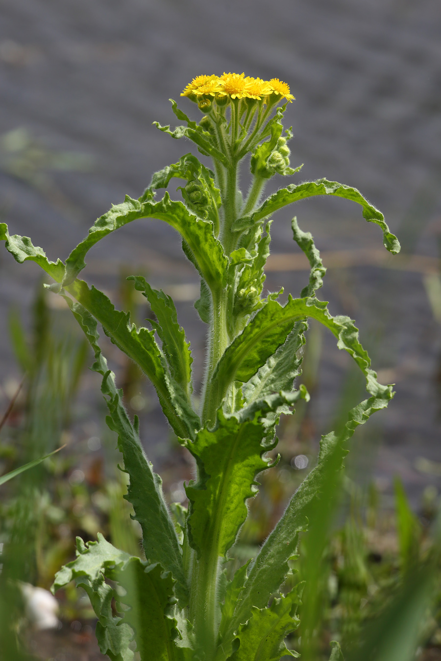 Изображение особи Tephroseris palustris.