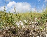 Thymus pulchellus. Отплодоносившие растения. Краснодарский край, Мостовской р-н, окр. пгт Псебай, хр. Герпегем, обнажение гипса на склоне горы. 19.08.2021.
