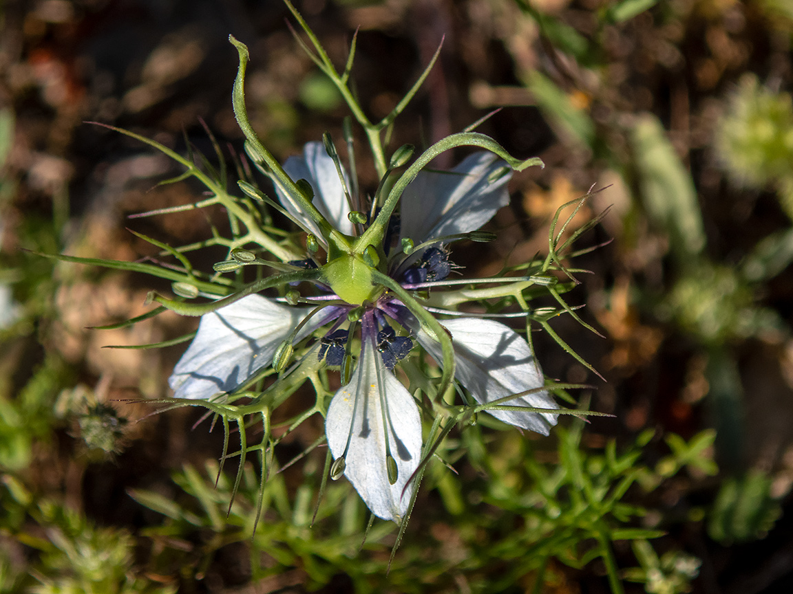 Image of Nigella damascena specimen.