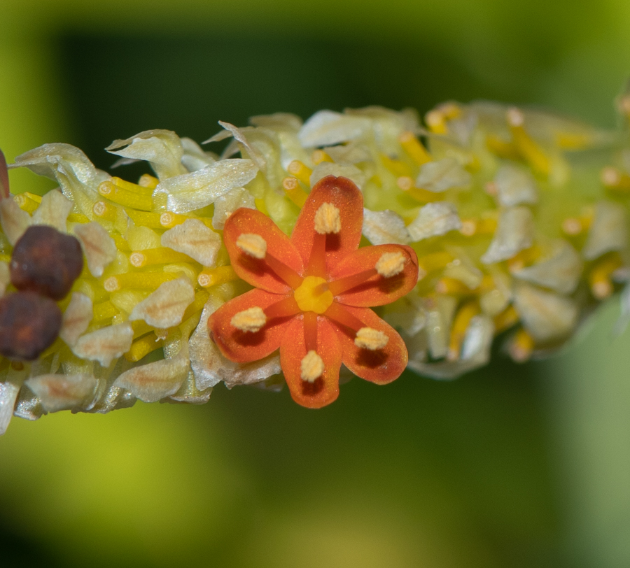 Изображение особи Bulbinella latifolia.