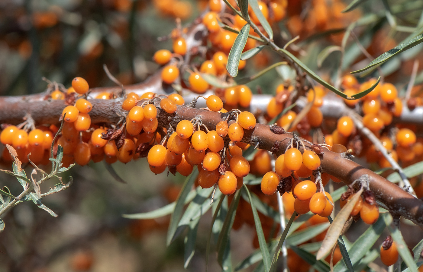 Image of Hippophae rhamnoides specimen.