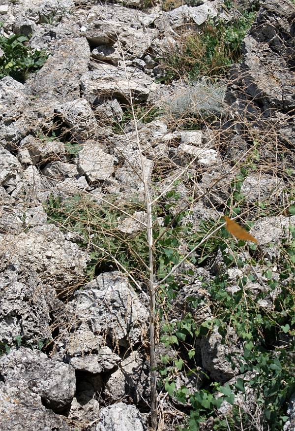 Изображение особи Crambe koktebelica.