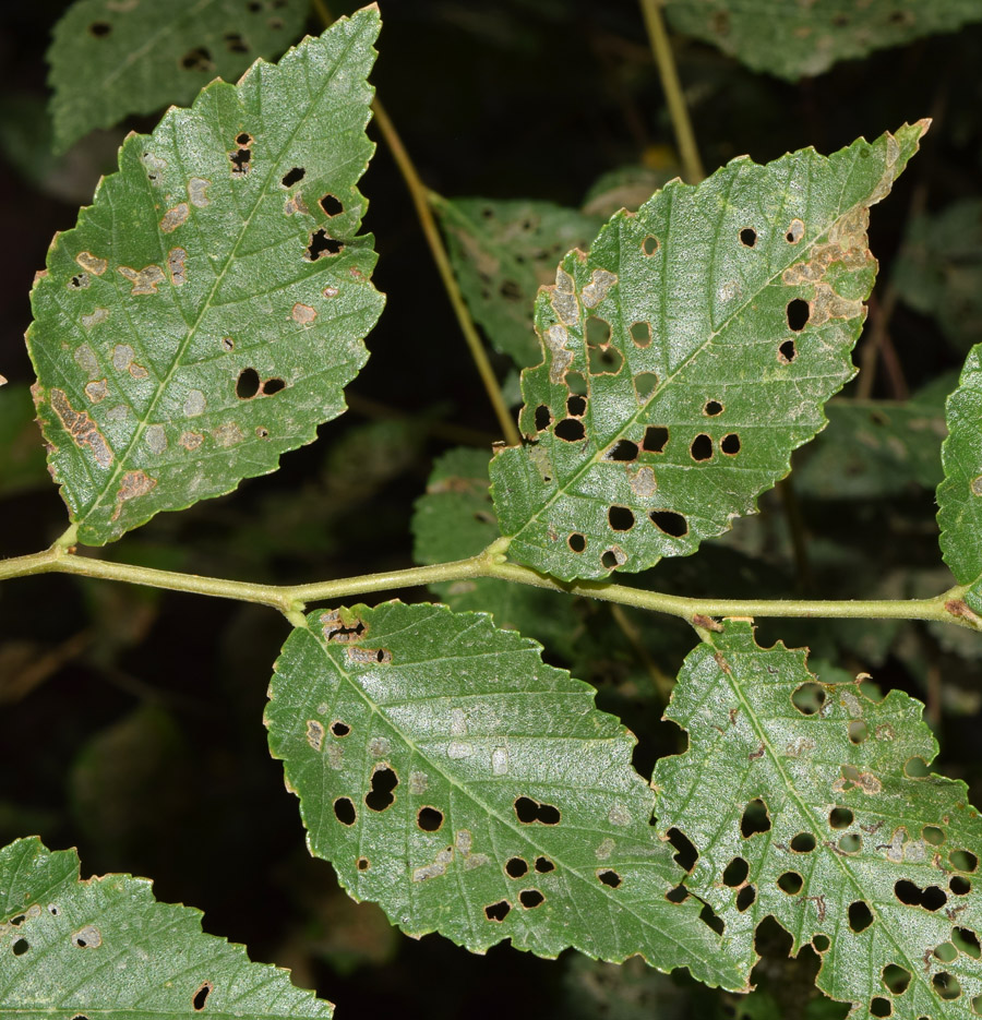 Изображение особи Ulmus parvifolia.