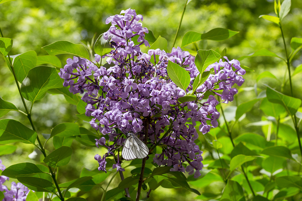 Image of genus Syringa specimen.