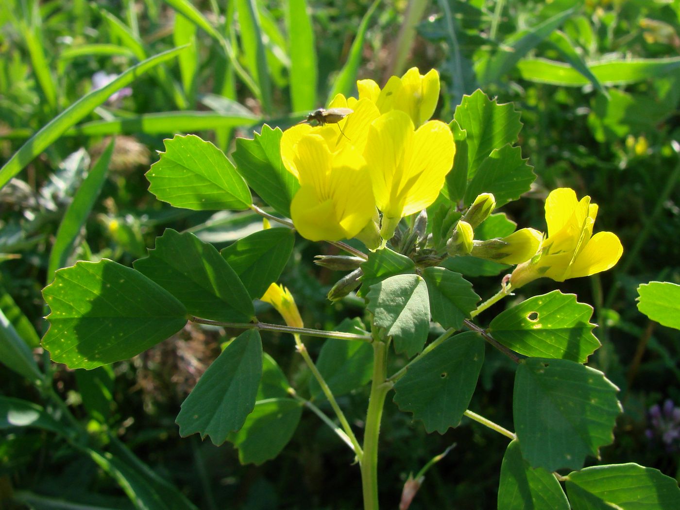 Image of Trigonella grandiflora specimen.