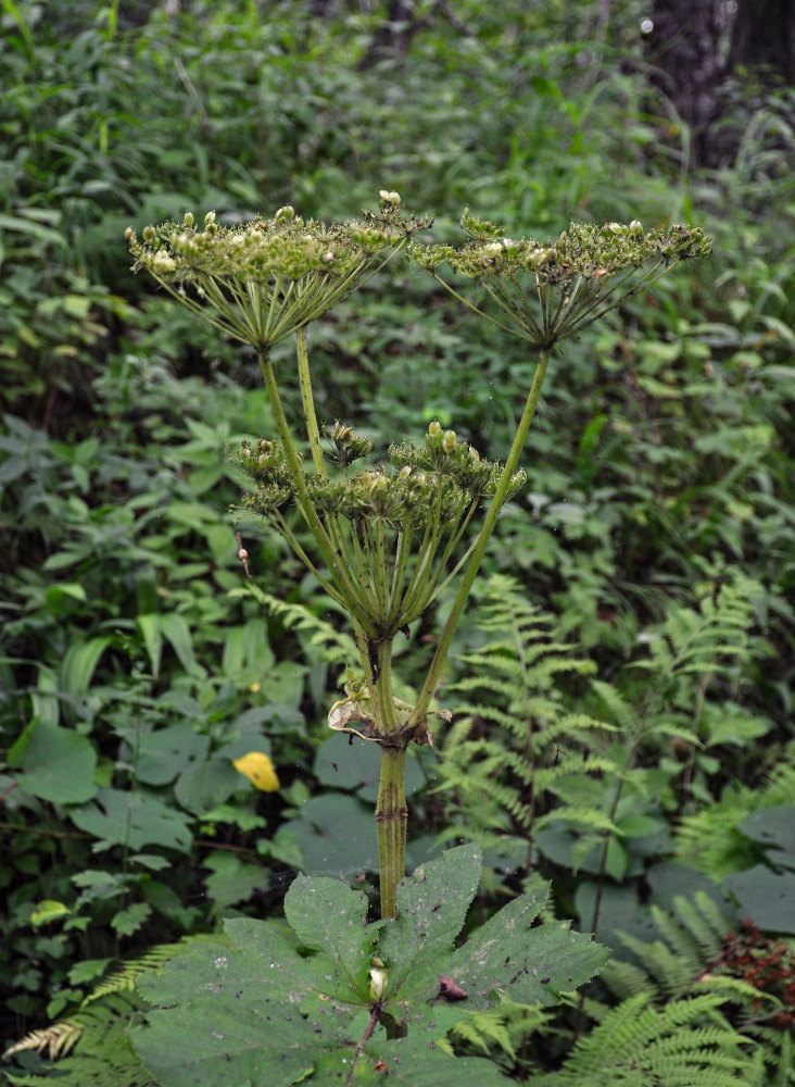 Изображение особи Heracleum moellendorffii.