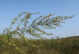 Artemisia abrotanum