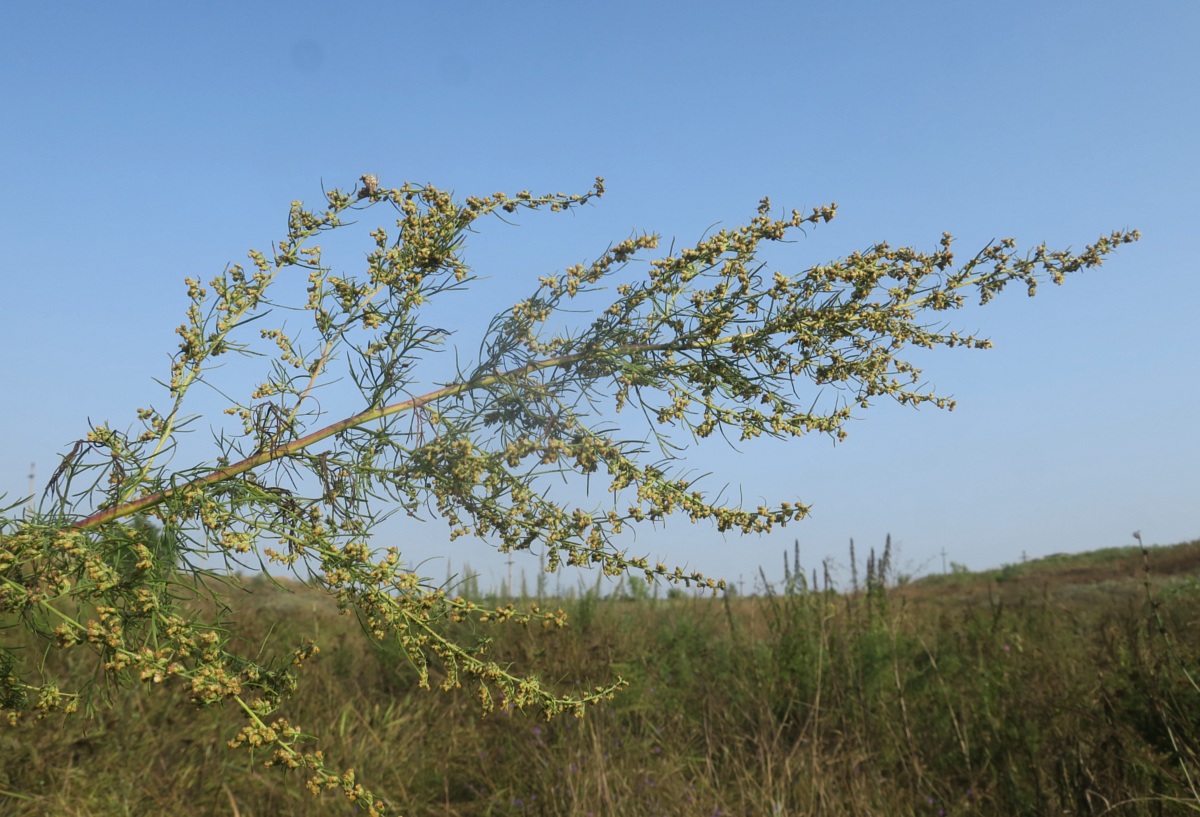 Изображение особи Artemisia abrotanum.