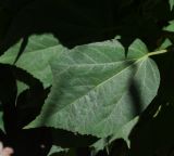 Hibiscus laevis