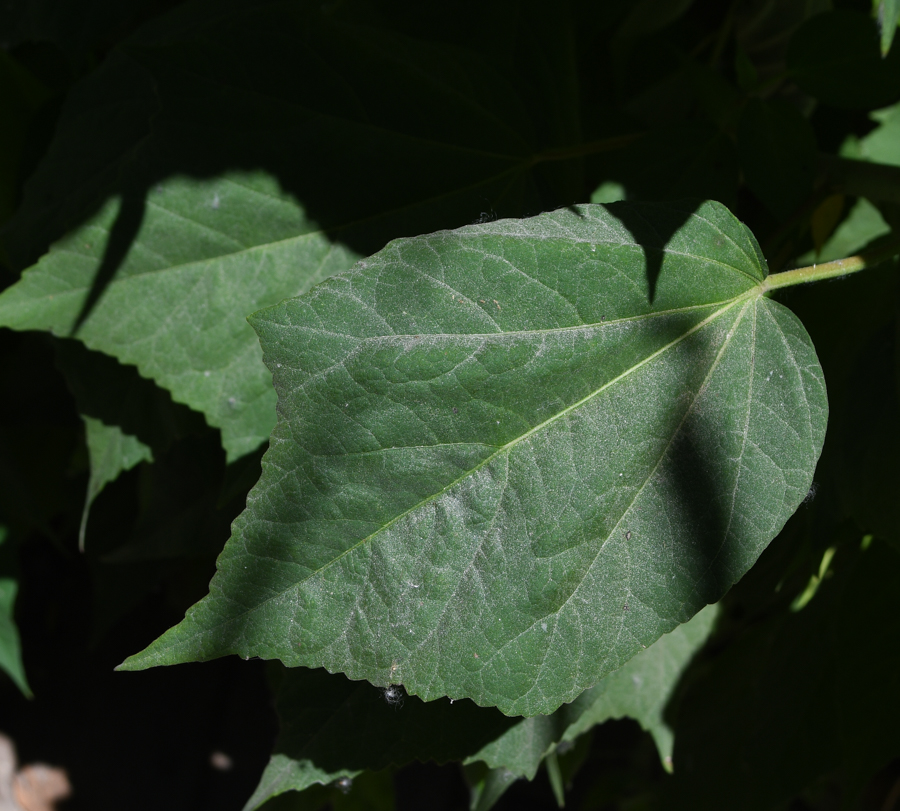 Image of Hibiscus laevis specimen.