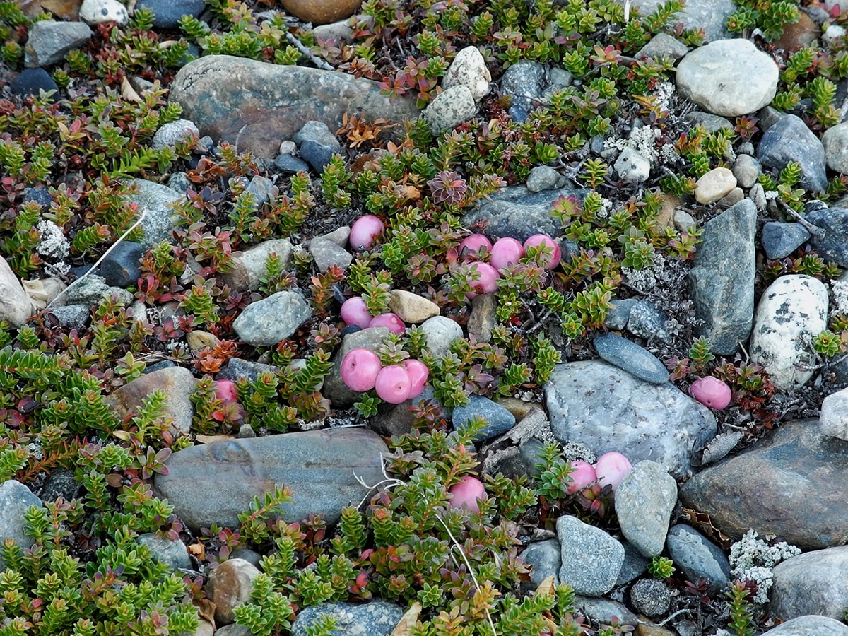 Image of Gaultheria antarctica specimen.