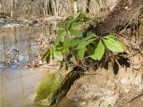 Helleborus caucasicus