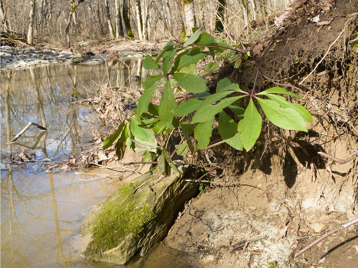 Image of Helleborus caucasicus specimen.