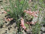 Astragalus mesites