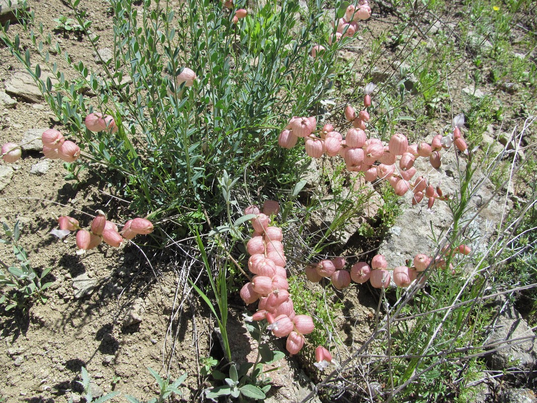 Image of Astragalus mesites specimen.