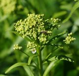Armoracia rusticana