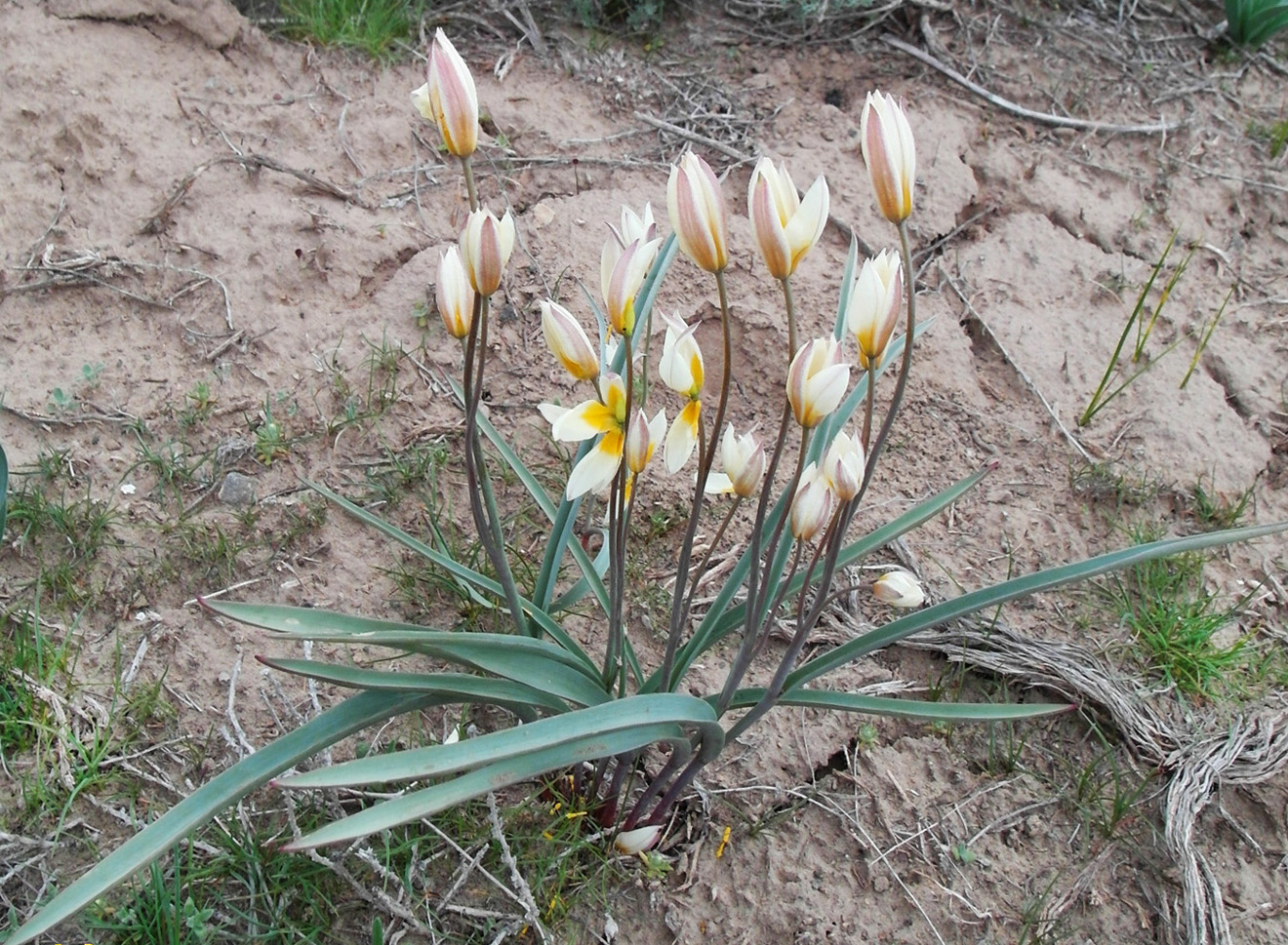 Изображение особи Tulipa buhseana.