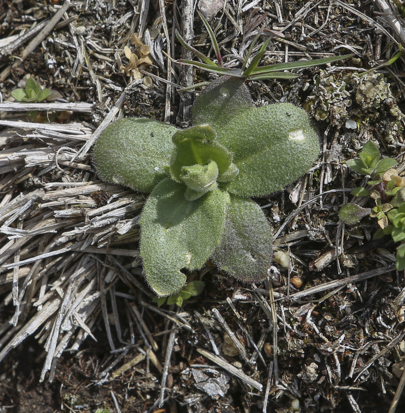 Image of Draba nemorosa specimen.