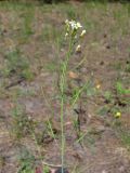 Arabidopsis thaliana