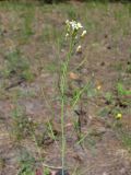 Arabidopsis thaliana. Соцветие с цветками и завязавшимися плодами. Алтайский край, г. Барнаул, опушка соснового леса. 02.06.2013.